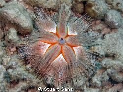 Blue spotted urchin. Taken W/Canon 20D 18-55 mm lens @ F5... by Stuart Ganz 
